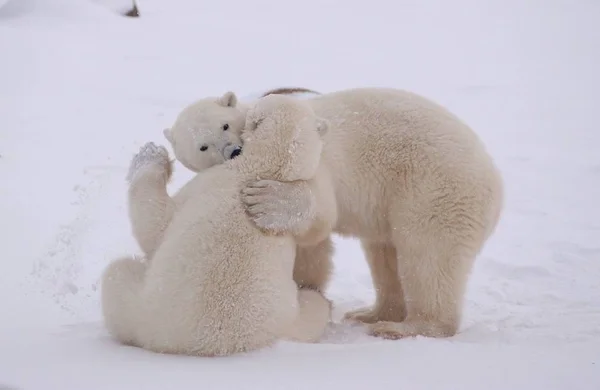 Polar Blanco Vida Silvestre Animal — Foto de Stock