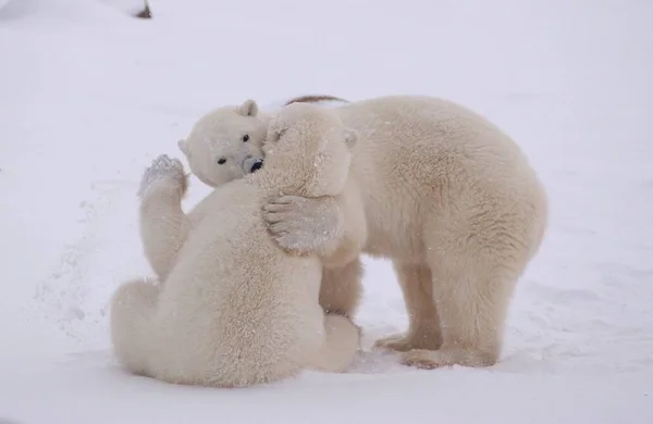 Urso Polar Branco Animais Selvagens — Fotografia de Stock