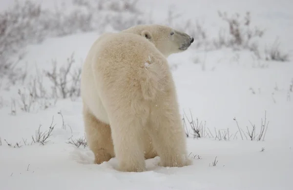 Weißer Eisbär Tiere Tierwelt — Stockfoto