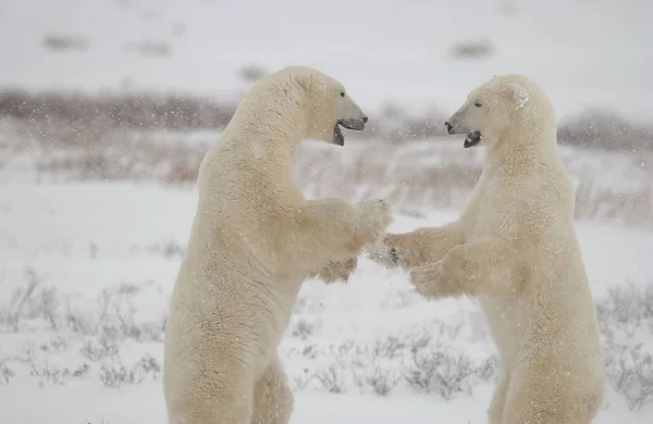 Белый Белый Медведь Животные Дикой Природы — стоковое фото