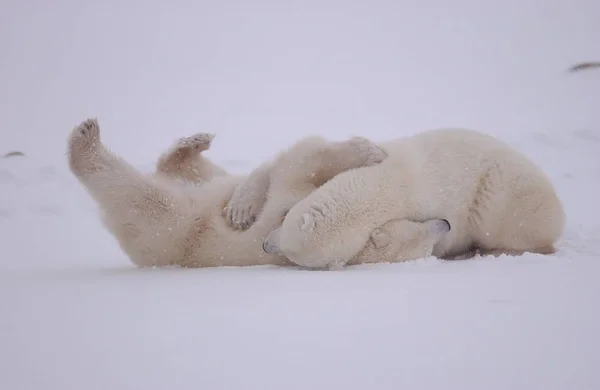 Urso Polar Branco Animais Selvagens — Fotografia de Stock