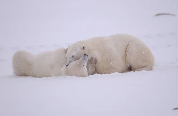 Orso Polare Bianco Animali Selvatici — Foto Stock
