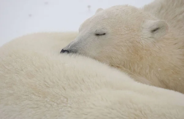 Λευκό Πολική Αρκούδα Αρπακτικό — Φωτογραφία Αρχείου