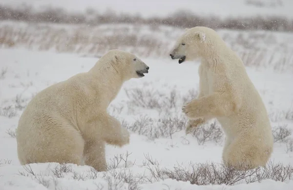 Beyaz Kutup Ayıları Hayvanlar — Stok fotoğraf