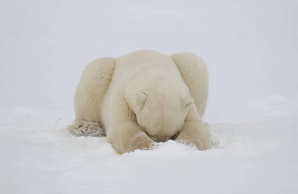 Predador Urso Polar Branco — Fotografia de Stock