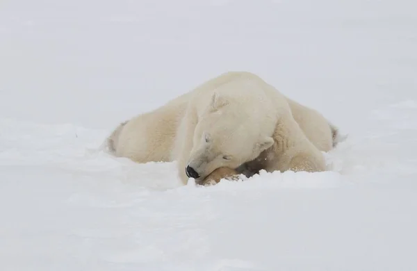 Predador Urso Polar Branco — Fotografia de Stock