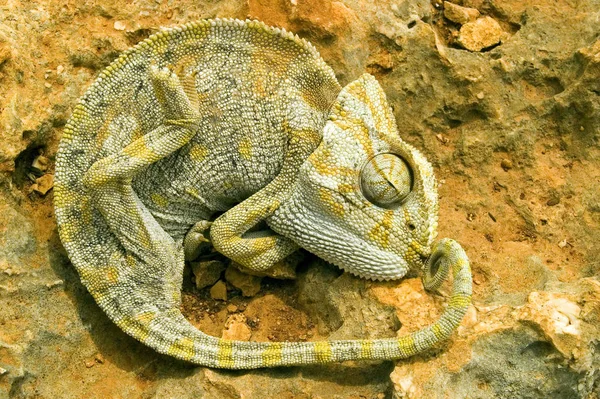 Animal Camaleão Réptil Lagarto Tropical — Fotografia de Stock