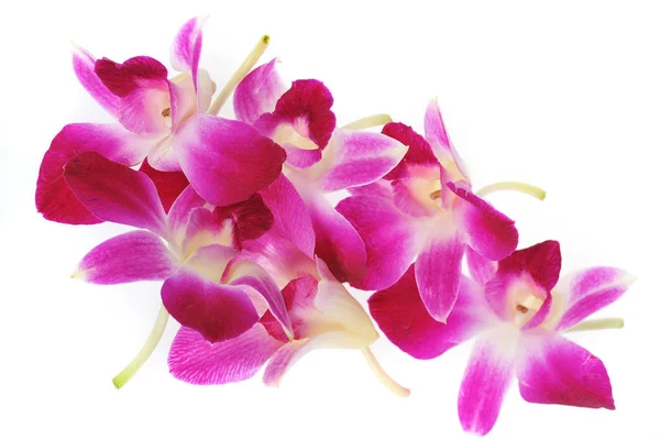 Petali Fiori Orchidea Rosa — Foto Stock