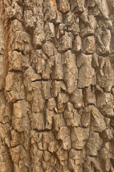 Casca Uma Árvore Velha — Fotografia de Stock