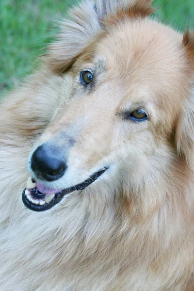 Hosszúhajú Collie Kutya Háziállat — Stock Fotó