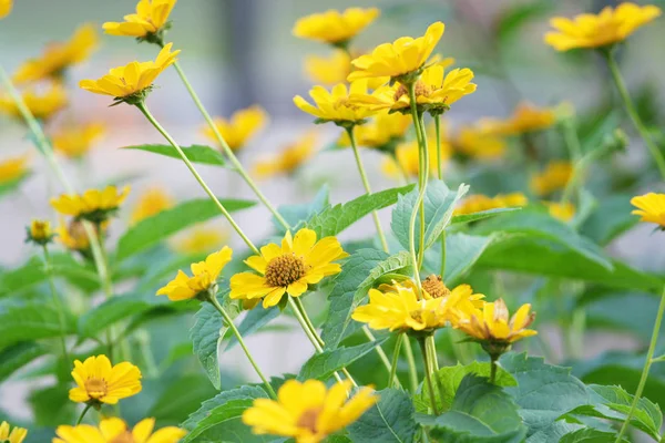 Belo Campo Flores Amarelas Verão — Fotografia de Stock