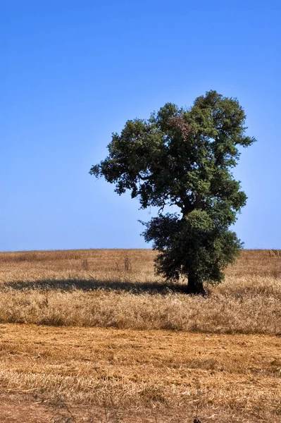 ドライフィールドの孤独な木 — ストック写真