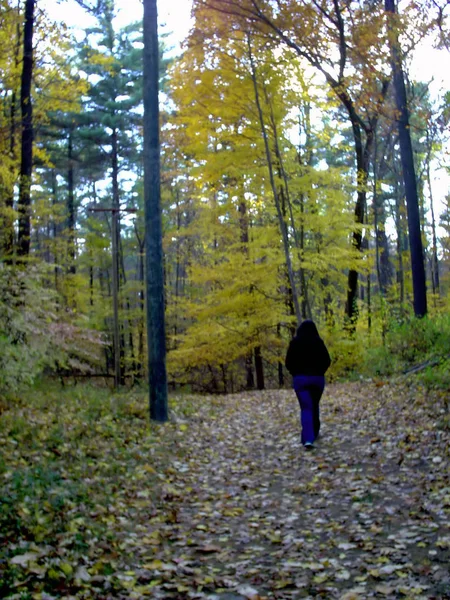 Una Niña Dando Tranquilo Paseo Por Bosque —  Fotos de Stock