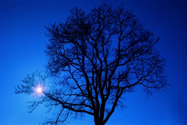 Árbol Silueta Con Sol Brillando Través Ramas Contra Cielo Azul — Foto de Stock