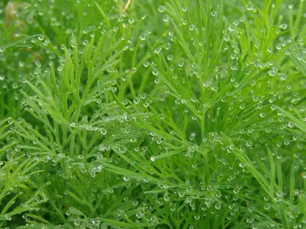 Dille Bladeren Met Dauw Druppels Als Natuur Achtergrond — Stockfoto