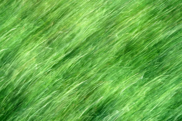 Grünes Gras Verschwimmt Hintergrund — Stockfoto