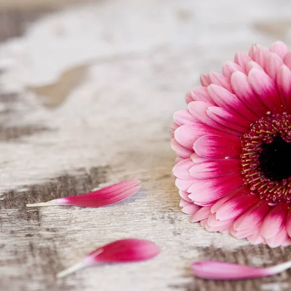 Gerbera Blütenblätter Flora — Stockfoto