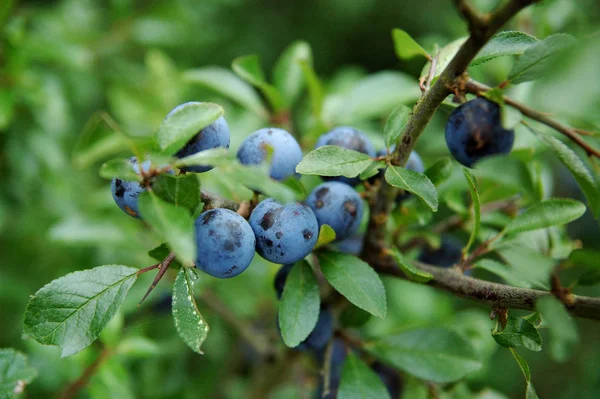 Reife Blaubeeren Strauch — Stockfoto