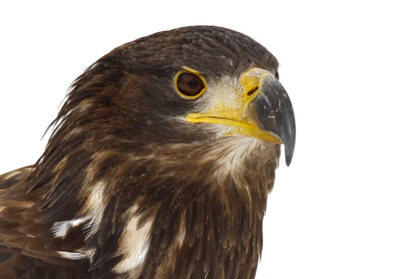 Jovem Mar Águia Haliaeetus Albicilla — Fotografia de Stock