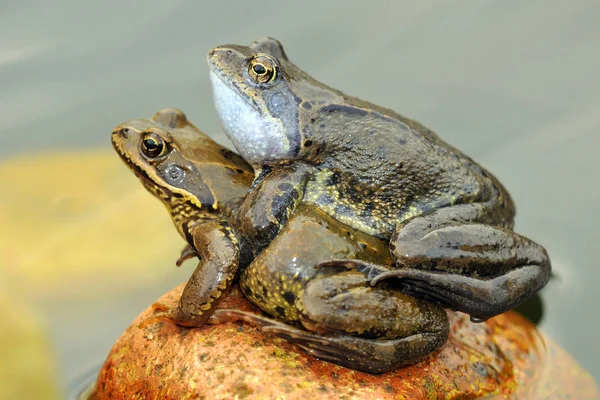 Żaba Zwierzę Stawu Płazów — Zdjęcie stockowe