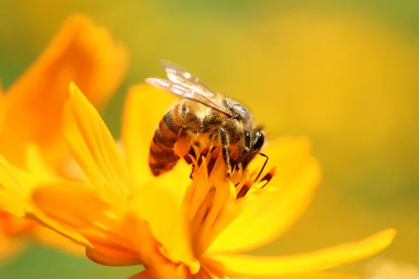 Vue Rapprochée Insecte Nature — Photo