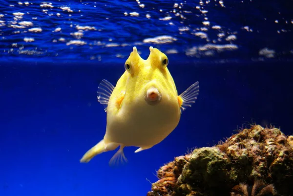 Een Vis Het Aquarium — Stockfoto