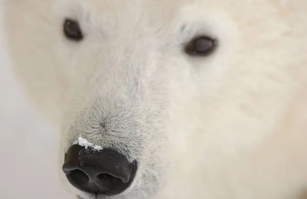 White Polar Bear Predator Stock Picture