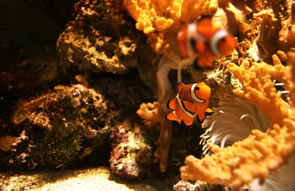 Clownfish Underwater Reef Fishes — Stock Photo, Image