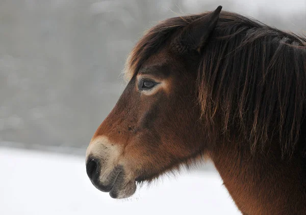 Rzadki Kucyk Exmoor Jest Jedną Zagrożonych Ras Całym Świecie Jest — Zdjęcie stockowe