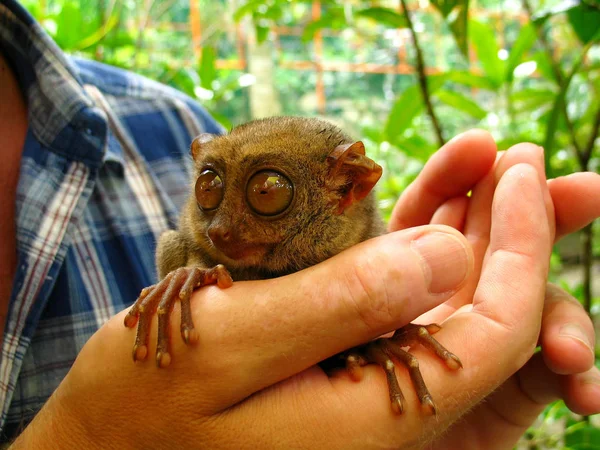 Tarsier Van Het Eiland Bohol Filippijnen — Stockfoto