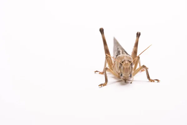 Grasshopper Insect Invertebrate Praying Bug — Stock Photo, Image