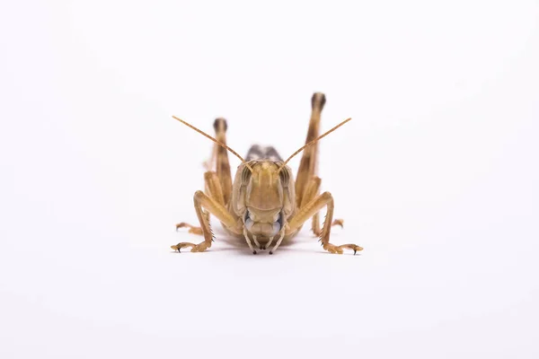 Grasshopper Insect Invertebrate Praying Bug — Stock Photo, Image