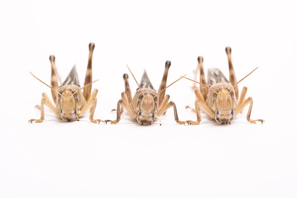 Saltamontes Insectos Cricket Bug — Foto de Stock