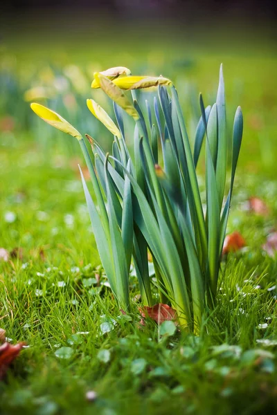 Hermosa Flor Primavera Narciso Narciso — Foto de Stock