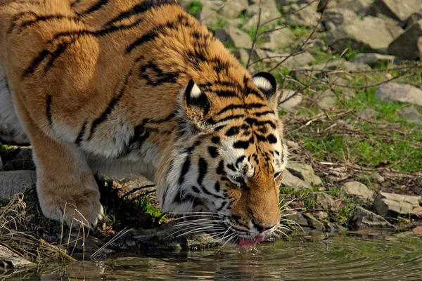 Walking Tiger Nature — Stock Photo, Image