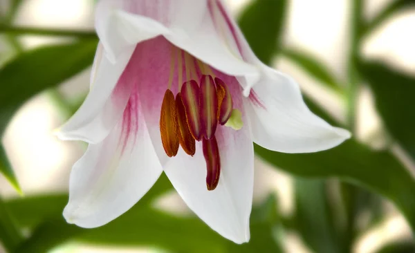 Detailní Pohled Krásné Lilie Květiny — Stock fotografie
