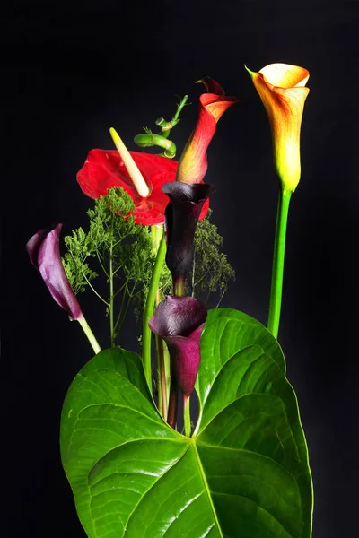 異なる花 選択的焦点 — ストック写真