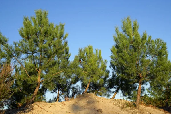 Hermosa Vista Naturaleza — Foto de Stock