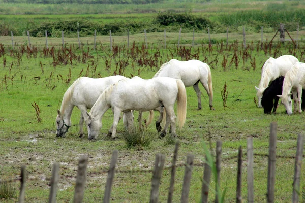 屋外の馬や牧草地の動物 — ストック写真