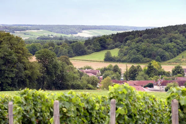 Coteaux Champagne Marne Champagne Ardenne — Stok fotoğraf