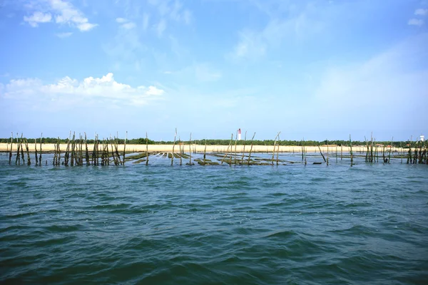 Ostryga Krajobrazowa Bassin Arcachon — Zdjęcie stockowe