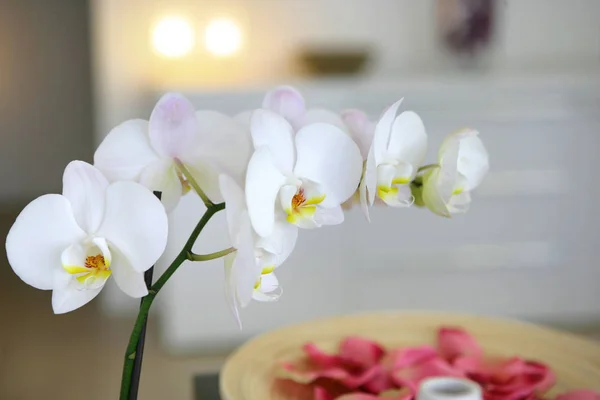 Floraison Des Orchidées Naturelles Flore — Photo