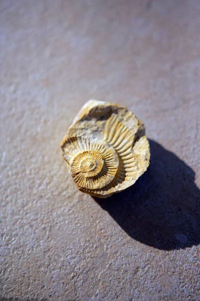 Marine Seashells Sea Shell — Stock Photo, Image