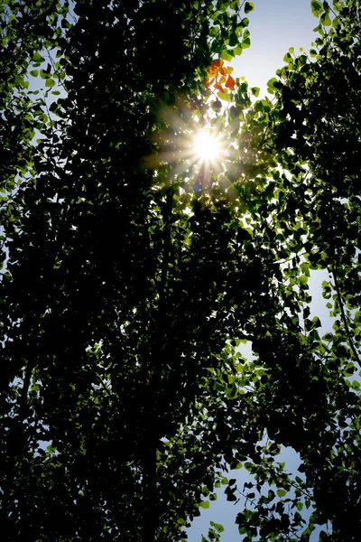 Sunlight Foliage — Stock Photo, Image
