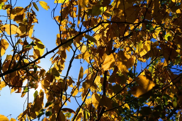 Feuilles Automne Sur Fond Gros Plan — Photo