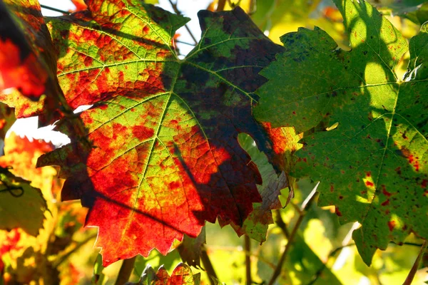 Rode Gele Herfstbladeren — Stockfoto