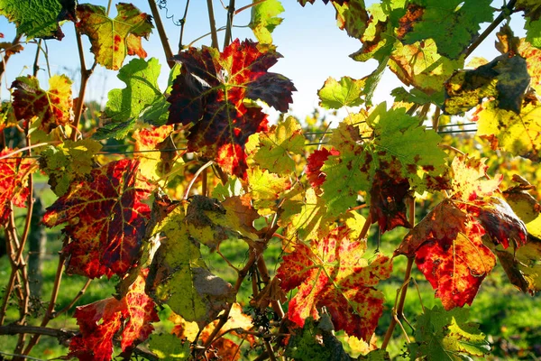 Trauben Wachsen Auf Dem Weinberg — Stockfoto