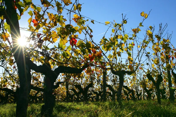 Grapes Growing Vineyard — Stock Photo, Image