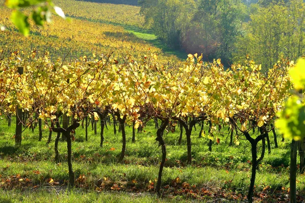 Uvas Que Crecen Viñedo — Foto de Stock