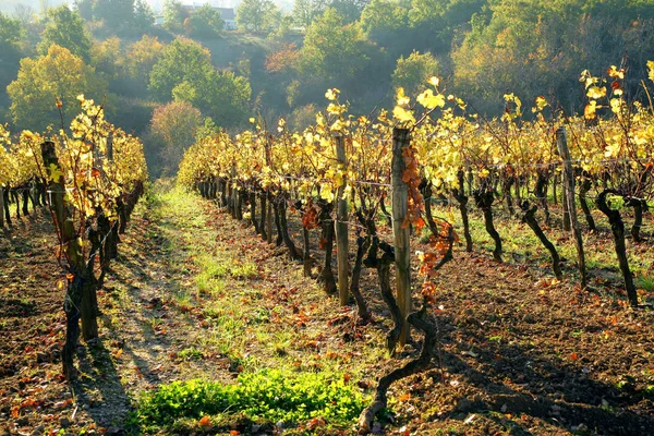 Виноград Растущий Винограднике — стоковое фото